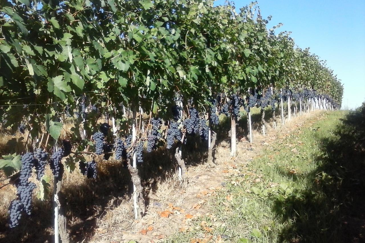 Tenuta Calabiana Diano dʼAlba Esterno foto